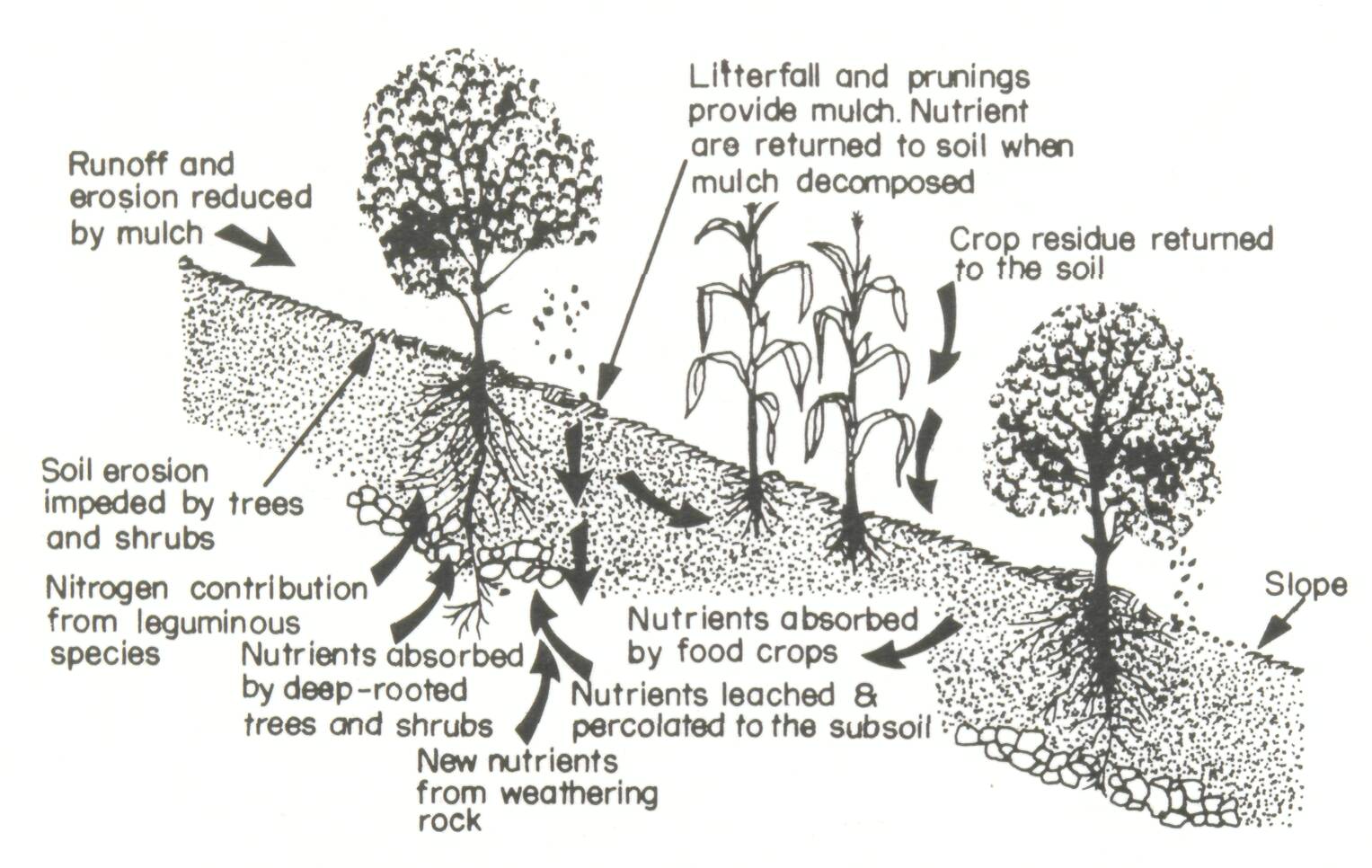 6_The development of alley cropping as a promising agroforestry technology